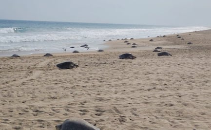Inicia temporada de tortuga golfina en el Santuario Playa Escobilla, Oaxaca; arriban más de 11 mil hembras