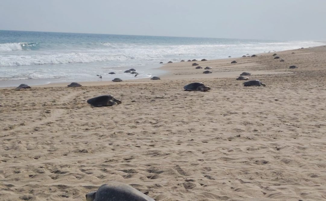 Inicia temporada de tortuga golfina en el Santuario Playa Escobilla, Oaxaca; arriban más de 11 mil hembras.
Foto: Especial.