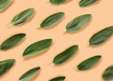 Aprovecha los numerosos beneficios de la salvia