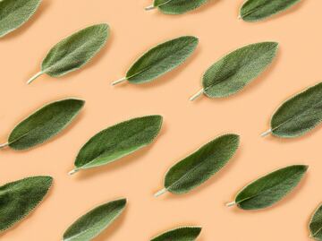 Aprovecha los numerosos beneficios de la salvia