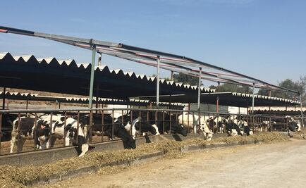 Solicitan incremento en costo del litro de leche en Liconsa