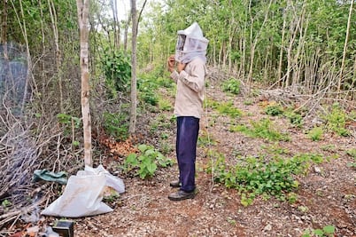 Activistas acusan a EPN de favorecer transgénicos