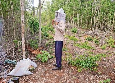 Activistas acusan a EPN de favorecer transgénicos