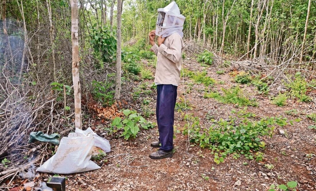 Hace 4 años, pobladores de 9 municipios mayas iniciaron un procedimiento para declarar a sus comunidades libres de cultivos modificados (CUAUHTÉMOC MORENO. EL UNIVERSAL)