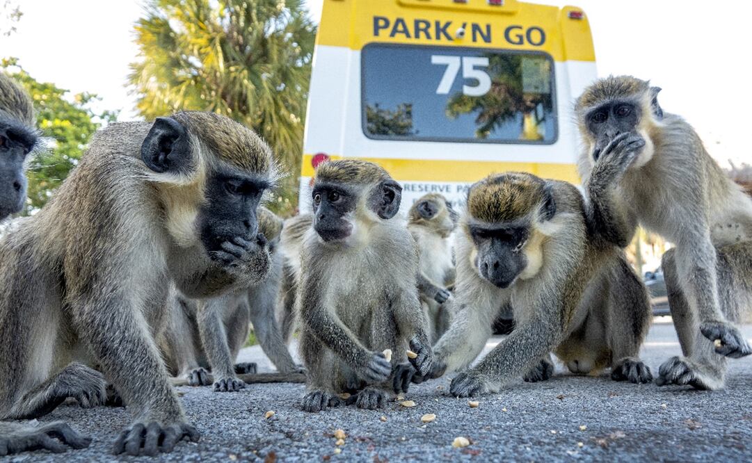 Monos verdes comen en un estacionamiento cerca del Aeropuerto Internacional de Fort Lauderdale-Hollywood en Dania Beach, Florida.Foto: EFE/EPA/ Cristobal Herrera 