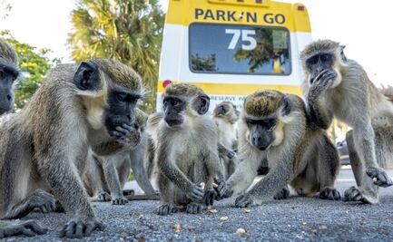 Un grupo de monos verdes causa incomodidad en estacionamiento de Florida