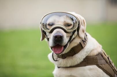 Frida, la estrella de los rescates