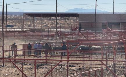 Envían a EU 500 cabezas de ganado desde Chihuahua; exportación se reanudó tras levantarse suspensión