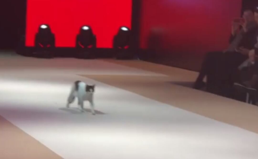 Este tierno gato demostró sus habilidades para el modelaje. Foto: instagram hknylcn