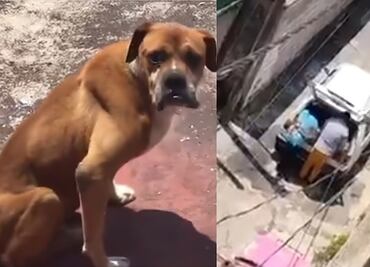 Activista denuncia abandono de perrito tras maltrato en Magdalena Contreras; PAOT ejecuta rescate