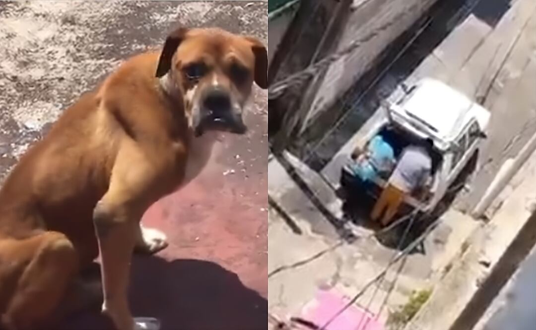Activista denuncia abandono de perrito tras maltrato en Magdalena Contreras. Foto: Captura de video