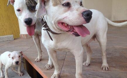 Buscan hogar para los perros rescatados de Iztacalco