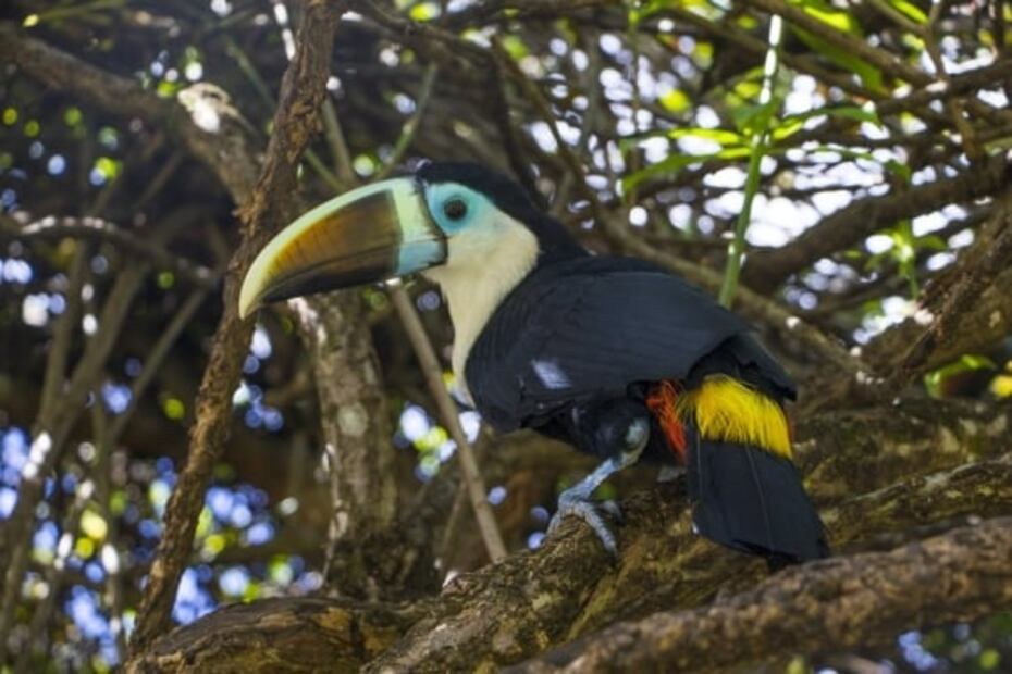 Dónde está la cascada más alta del mundo que inspiró el paisaje de Up