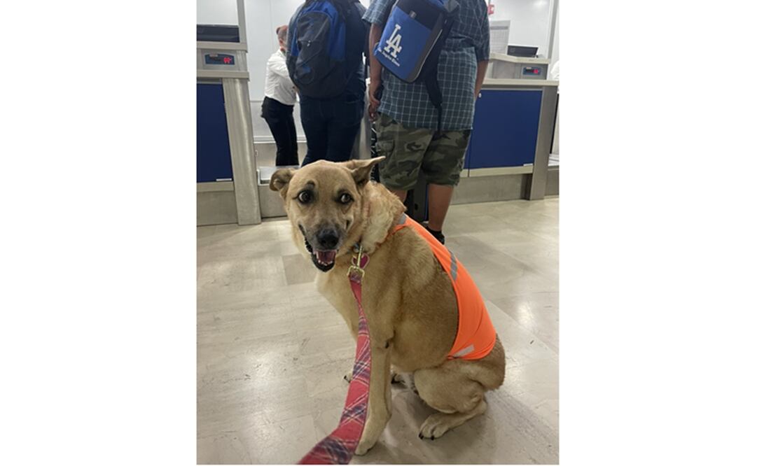 Con un emoji de carita triste y, al parecer resignada, la perrita sentenció que no ha podido abordar por no tener su propio avión. Foto: tomada de Twitter @Ramonatuites 