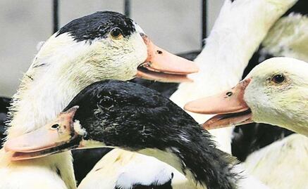 Caso humano en China: ¿es peligrosa la gripe aviar H3N8?