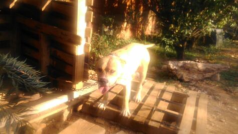 Frustra perro asalto en Oaxaca; detienen a ladrón