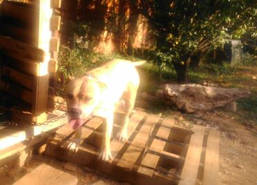 Frustra perro asalto en Oaxaca; detienen a ladrón