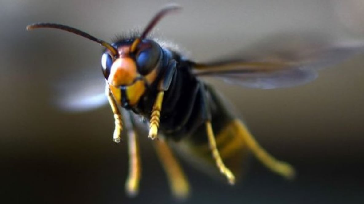 Los avispones gigantes podrían matar a un humano si lo pican múltiples veces. Foto: Getty Images