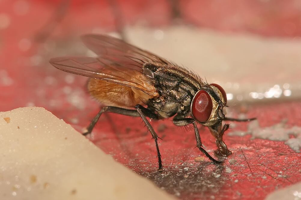 Una mosca doméstica puede portar cientos de bacterias en sus patas.
Foto: Especial