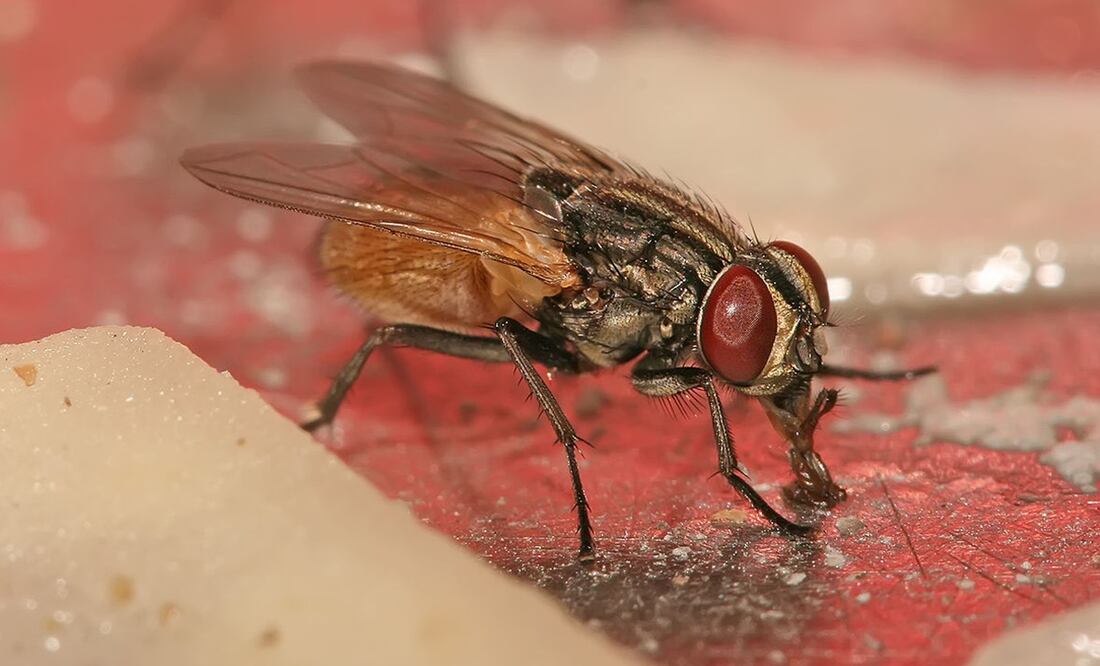 Una mosca doméstica puede portar cientos de bacterias en sus patas.
Foto: Especial