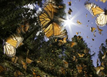 Mariposa monarca: nuevas reglas en los santuarios de Michoacán