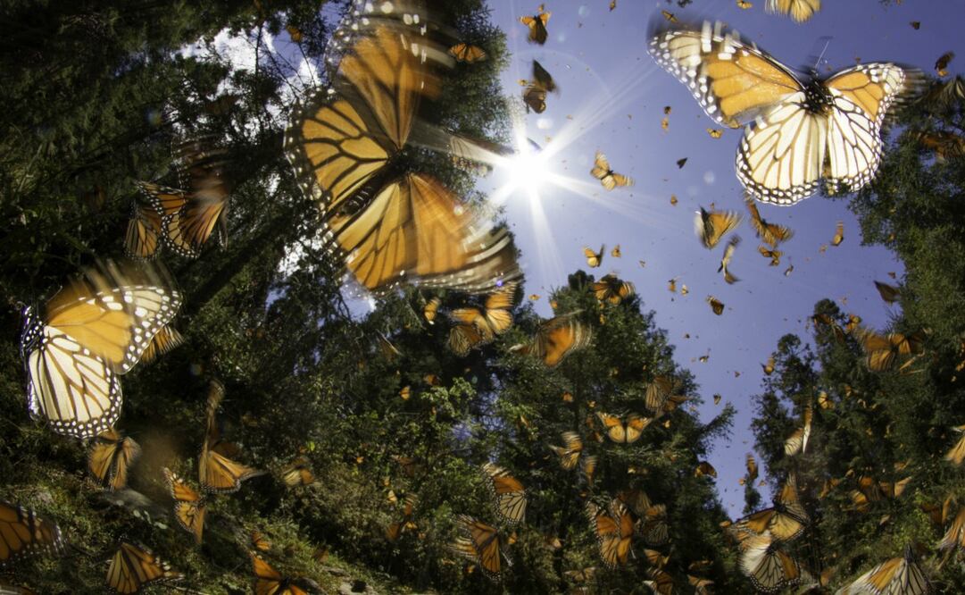 La mariposa monarca hiberna en México entre los meses de noviembre y marzo. Foto: iStock