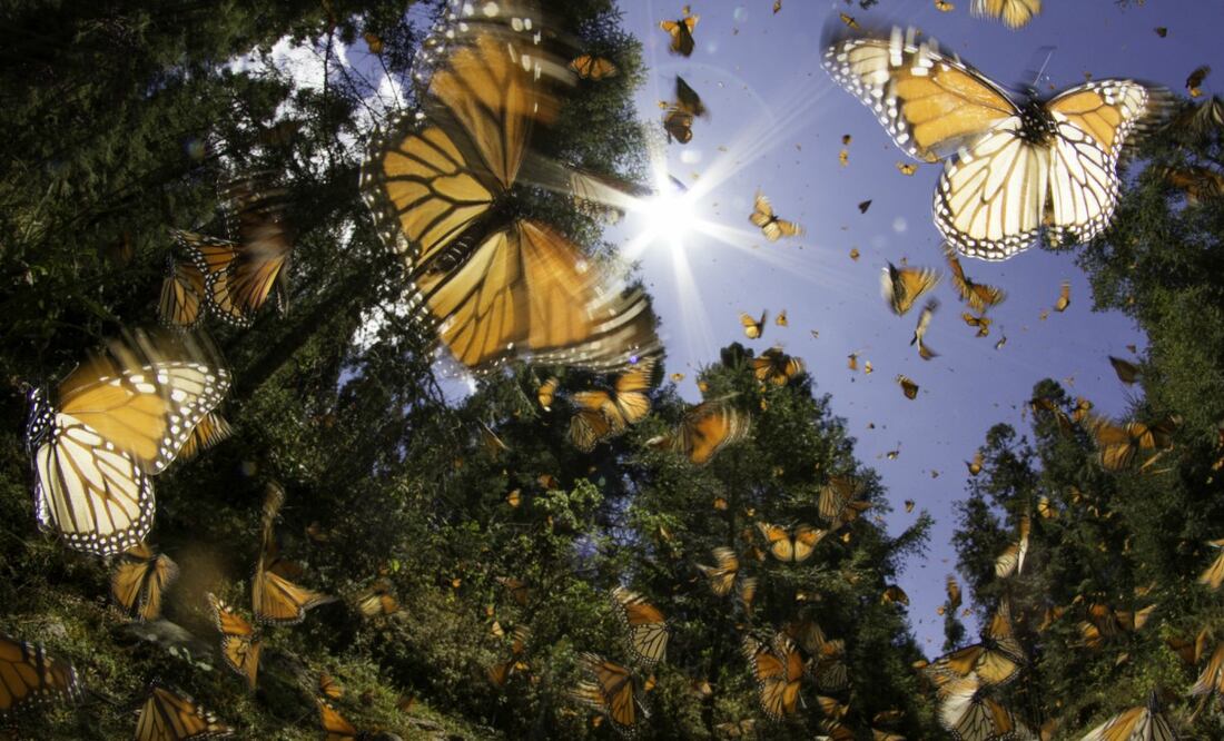 La mariposa monarca hiberna en México entre los meses de noviembre y marzo. Foto: iStock