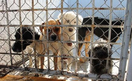 Ante maltrato animal, piden a ciudadanía hacer denuncias ante Fiscalía de Yucatán