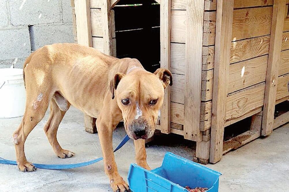 La activista Julia Levy denunció que el perro que atacó a Iker, un menor de de tres años, tras escapar de su casa, fue torturado durante los más de 50 días que pasó en el antirrábico; ahora será sometido a exámenes (CORTESÍA FUNDACIÓN RAÚL JULIA LEVY)