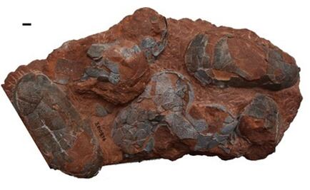 Dinosaurios parecidos a pájaros incubaban sus huevos a 35-40 grados