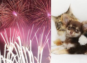 Navidad y Año Nuevo: ¿Cómo afecta el uso de la pirotecnia en las mascotas?