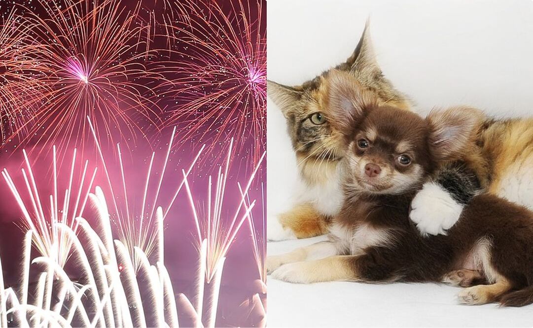 Mascotas. Foto: Archivo / EL UNIVERSAL