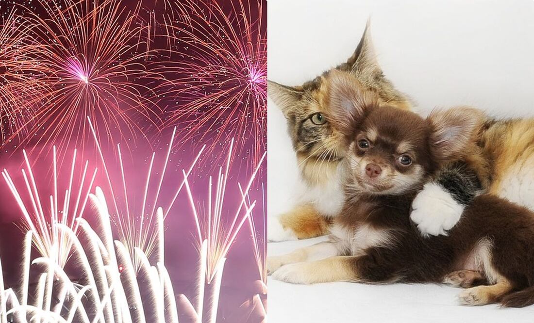 Mascotas. Foto: Archivo / EL UNIVERSAL