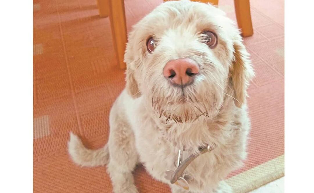 Los perros han desarrollado un gran apego a los humanos. Foto: RGA