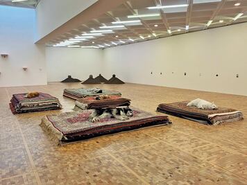  Imagen de perros en Museo Tamayo son insuficientes para evaluar trato: Etólogo