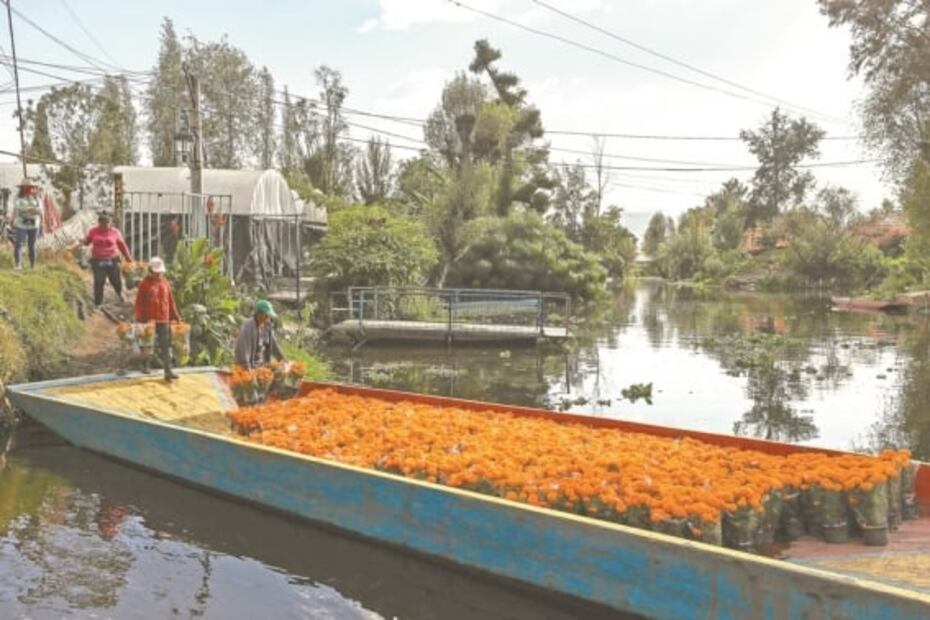 El Covid-19 no marchita el cultivo de cempasúchil