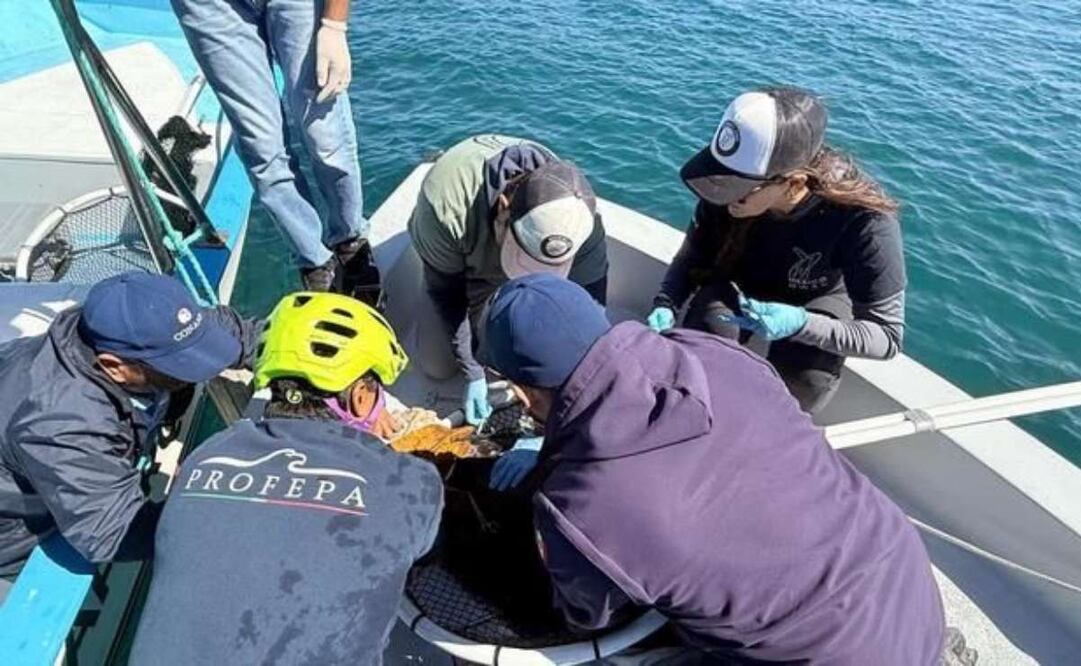Profepa rescata dos lobos marinos enmallados en Isla Espíritu Santo. Foto: Especial