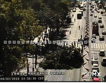 Cae árbol en Reforma