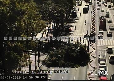 Cae árbol en Reforma