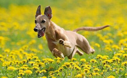 App denuncia presencia heces de perro sin recoger