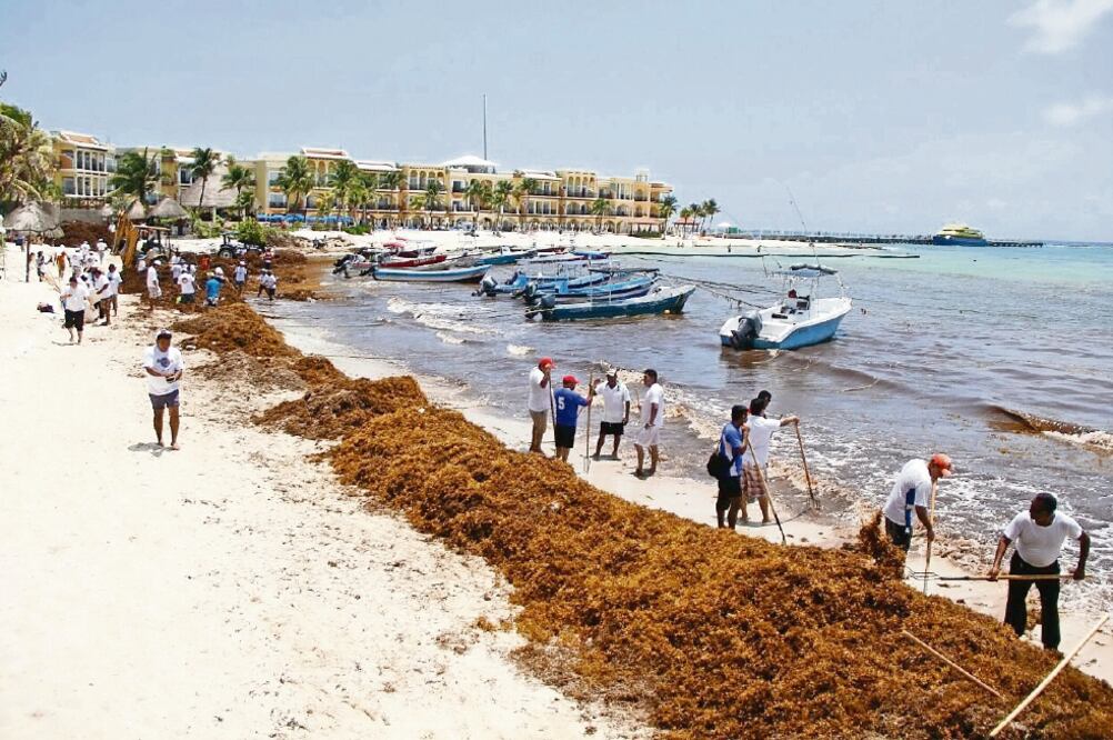 Estrategia. La comunidad científica acordó trabajar en la detección oportuna de manchones de algas y los volúmenes de su arribo a las costas. Foto: ARCHIVO EL UNIVERSAL