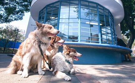 ¡Lleva a tu peludito! Inauguran veterinaria gratuita en la Cuauhtémoc