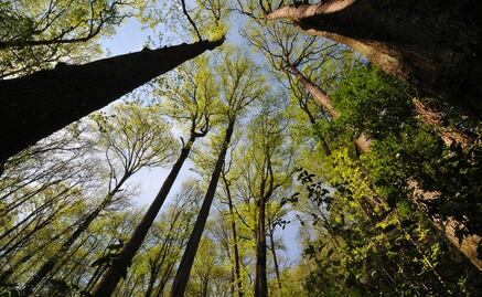 Endoterapia, una opción para acabar con plagas de árboles
