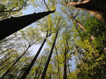 Endoterapia, una opción para acabar con plagas de árboles