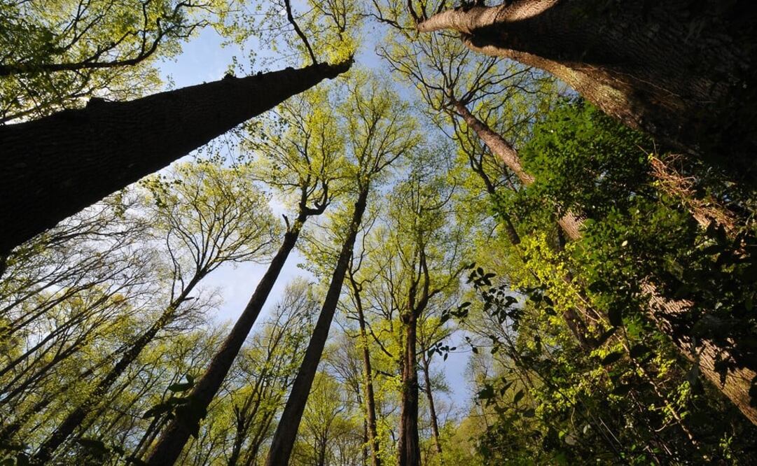 (FOTO: Archivo/EL UNIVERSAL)