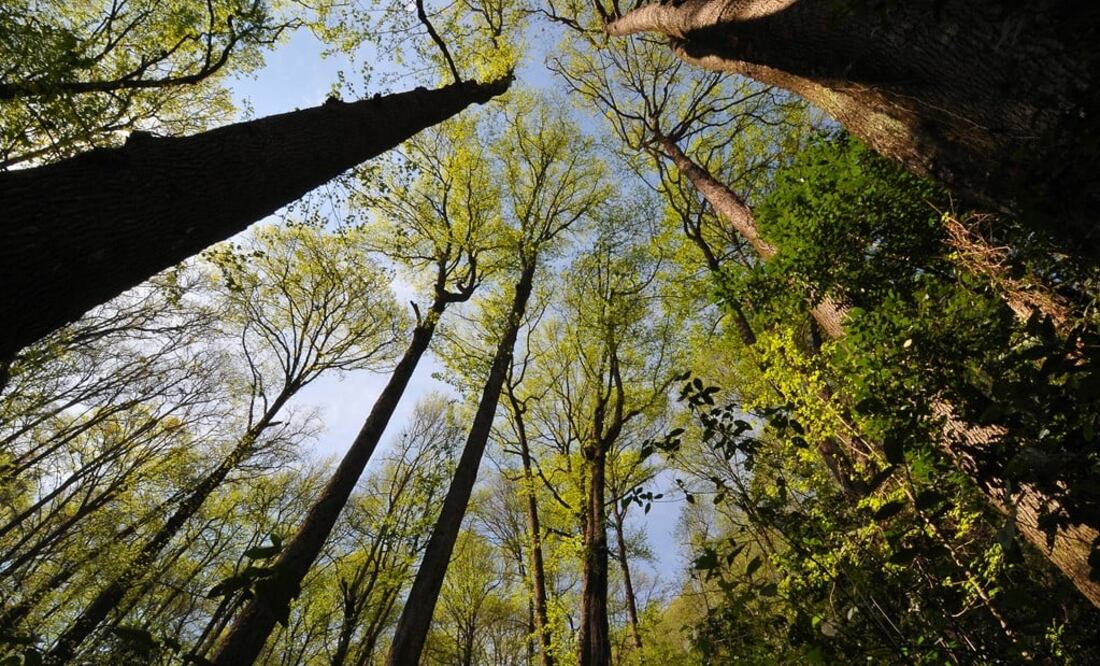 (FOTO: Archivo/EL UNIVERSAL)