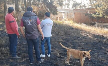 Incendio en albergue canino de Tlalmanalco fue provocado: bomberos