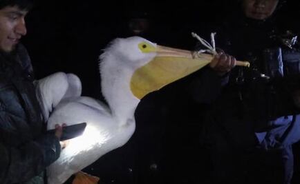 Pelícanos pierden el rumbo y terminan en cárcel de Veracruz