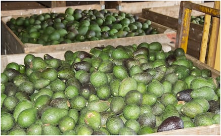 Suspensión de protocolo sanitario para aguacate michoacano es temporal: EU 