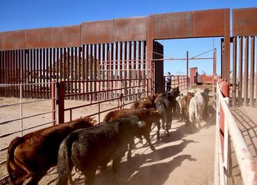 Suspenden exportación de ganado a EU por la frontera de Nogales, Sonora; fueron detectadas llagas en un animal